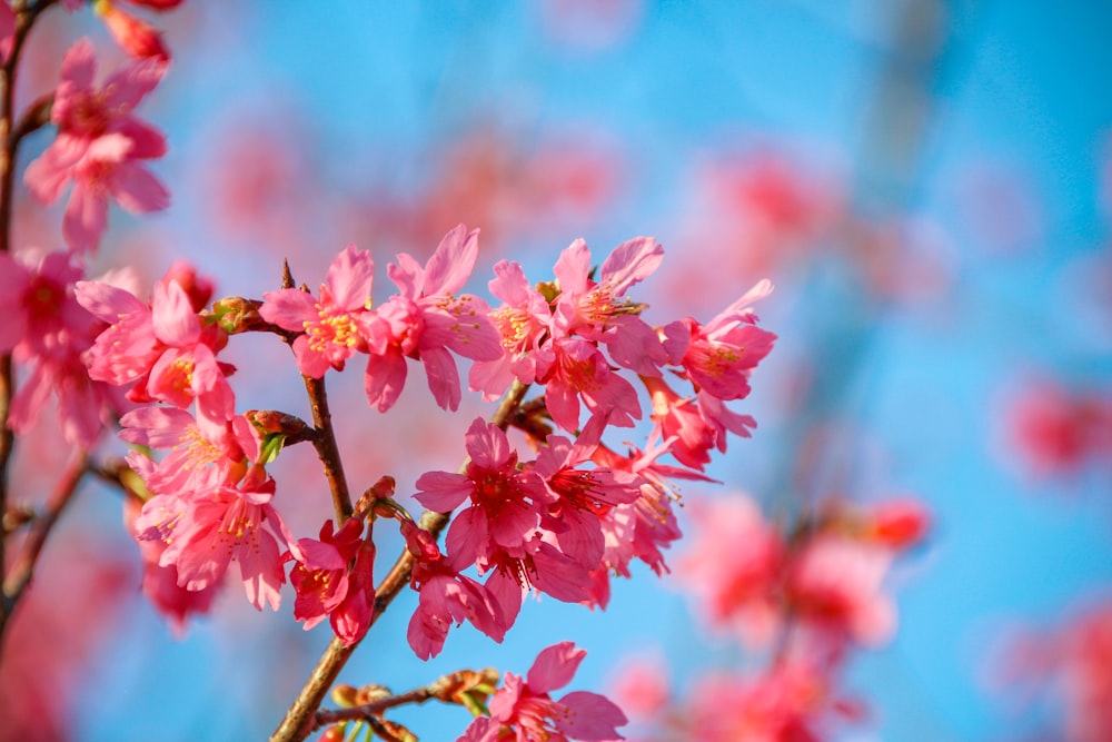 a close up of pink flowers on a tree