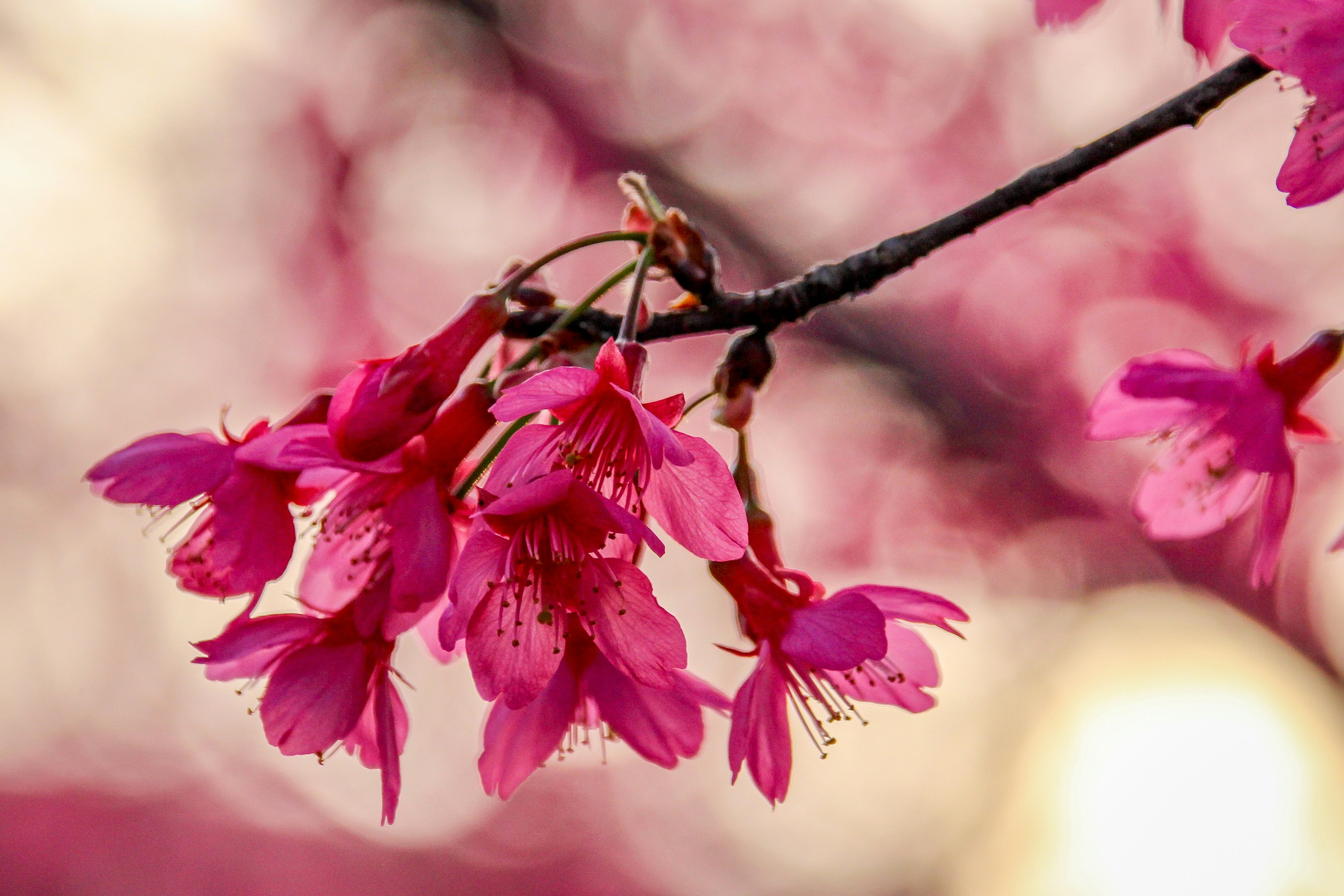 A branch of a tree with pink flowers photo – Free Flower Image on Unsplash