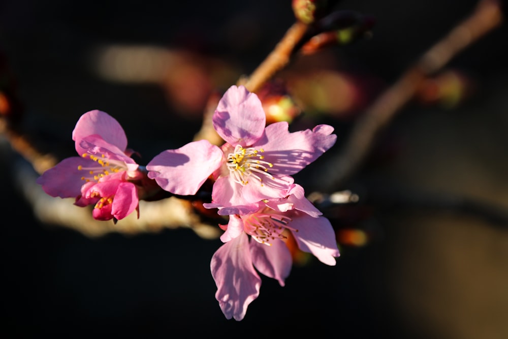 a close up of some pink flowers on a tree