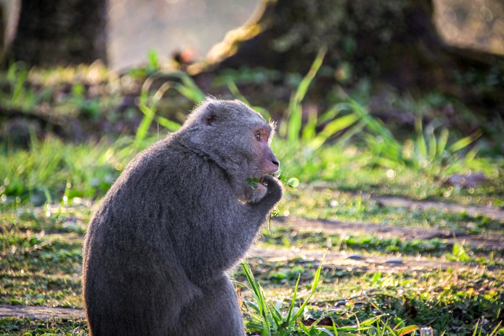 a monkey sitting on the ground in the grass