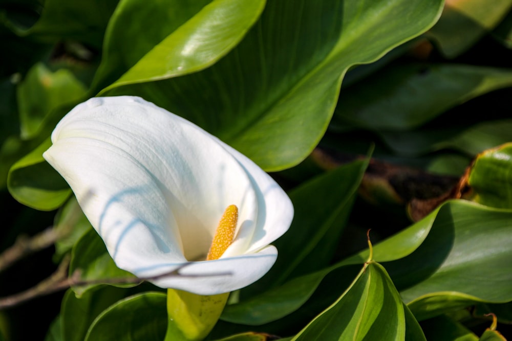 a close up of a white flower with green leaves