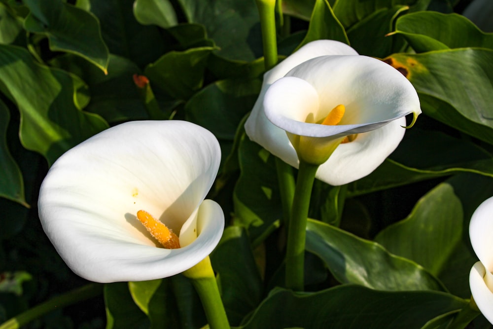 three white flowers with green leaves in the background