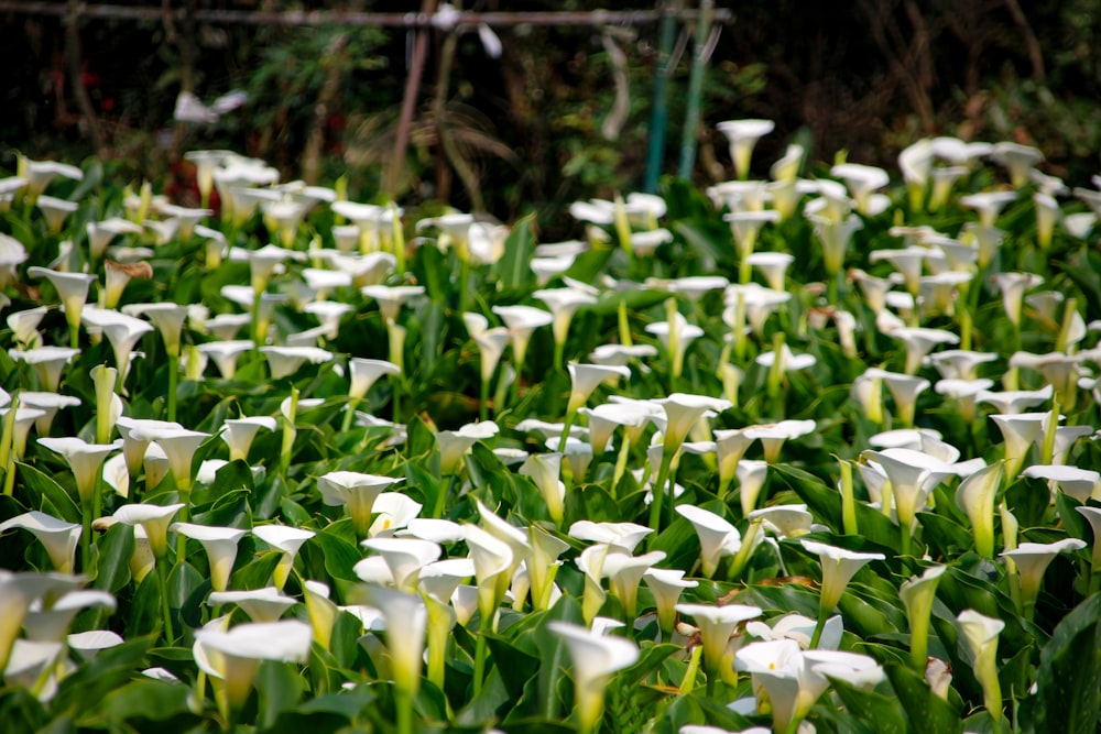 a field of white flowers with green leaves