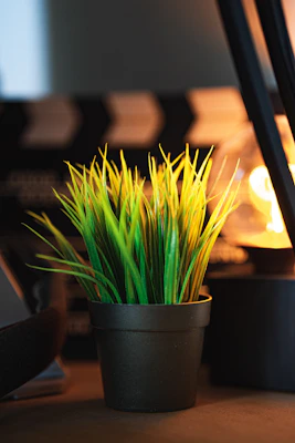 a potted plant sitting on top of a wooden table