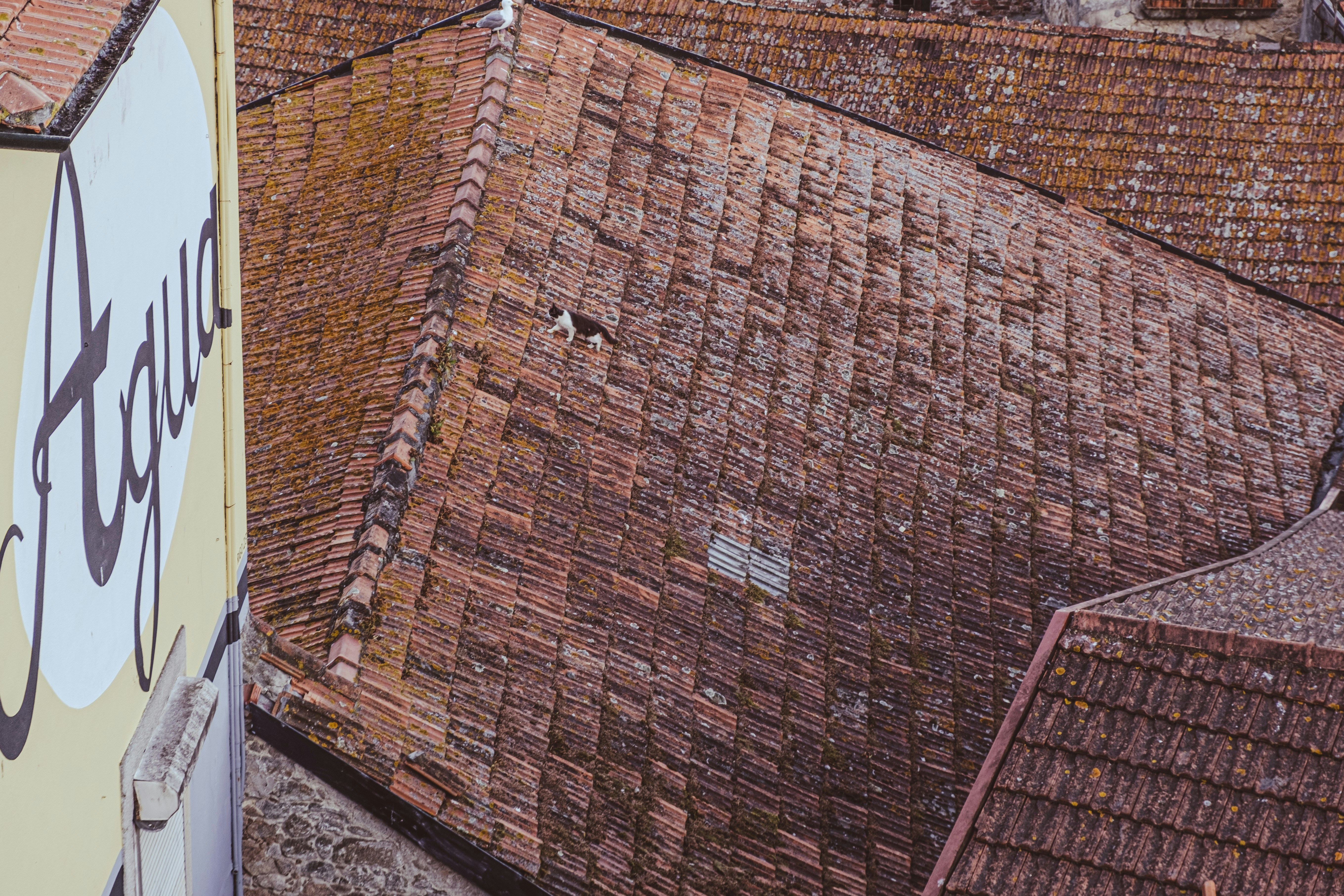 a bird is perched on the roof of a building