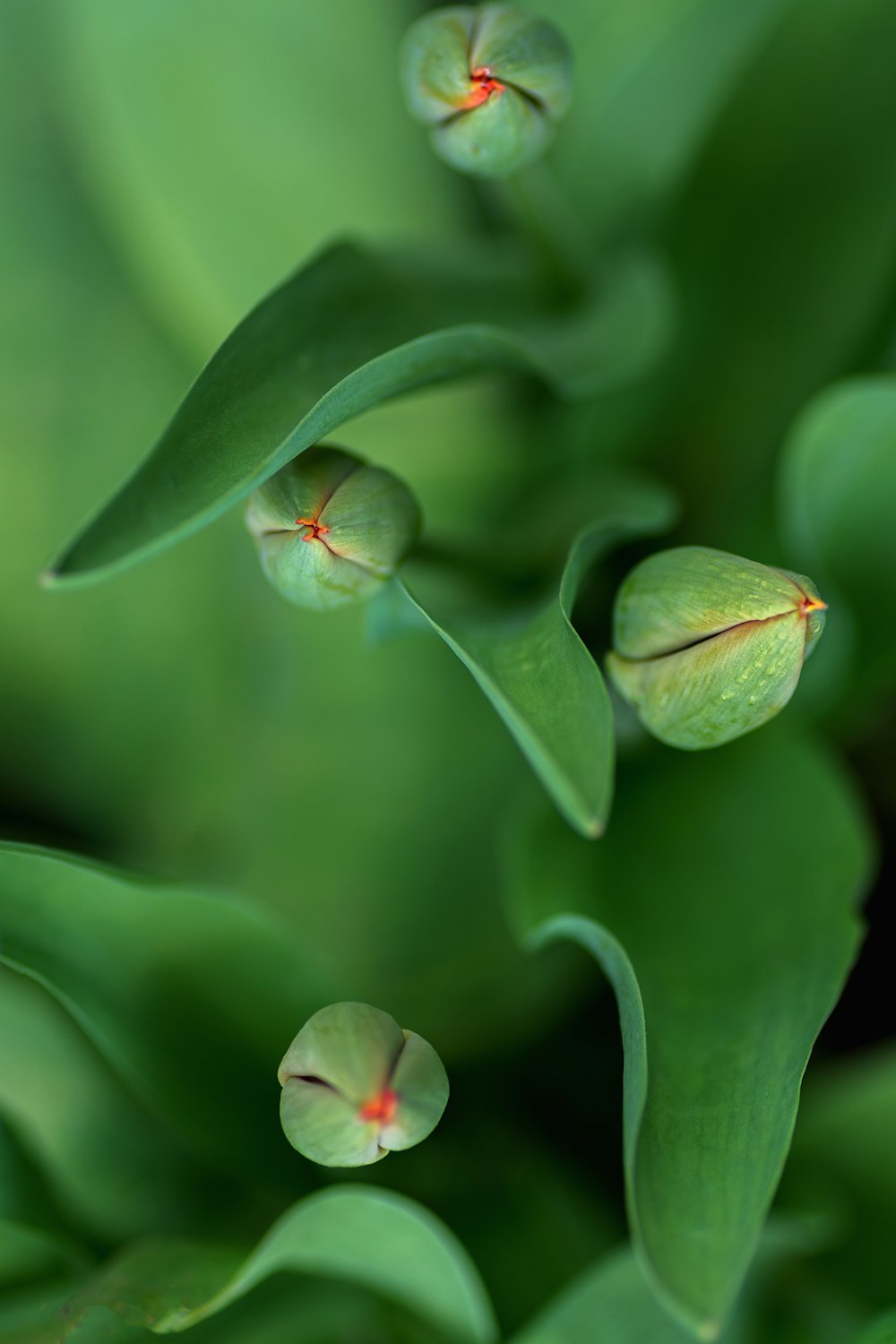 a close up of a green plant with red flowers