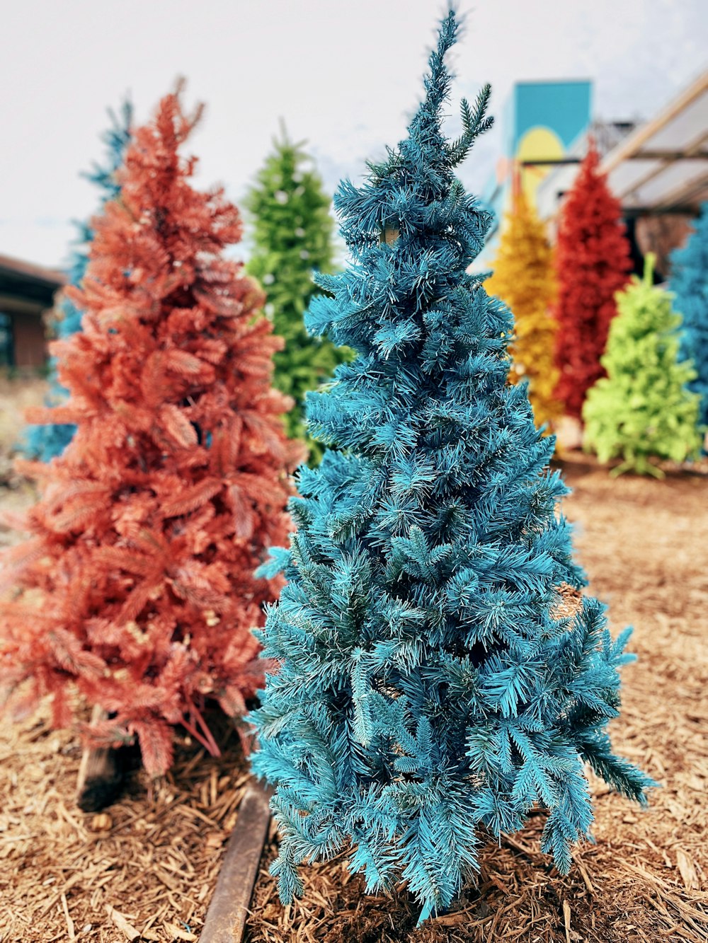 a group of trees that are sitting in the dirt