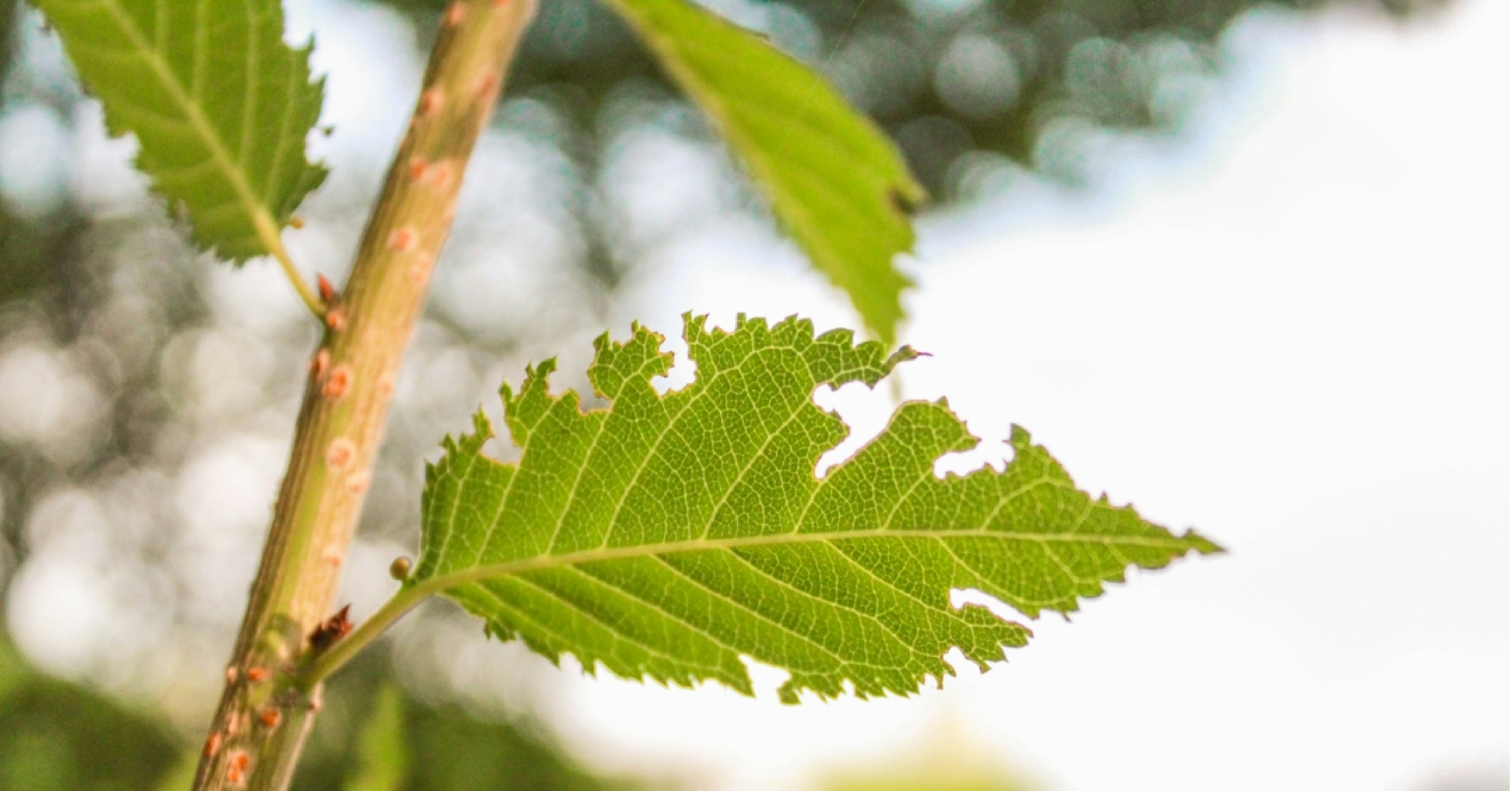 a close up of a green leaf on a tree