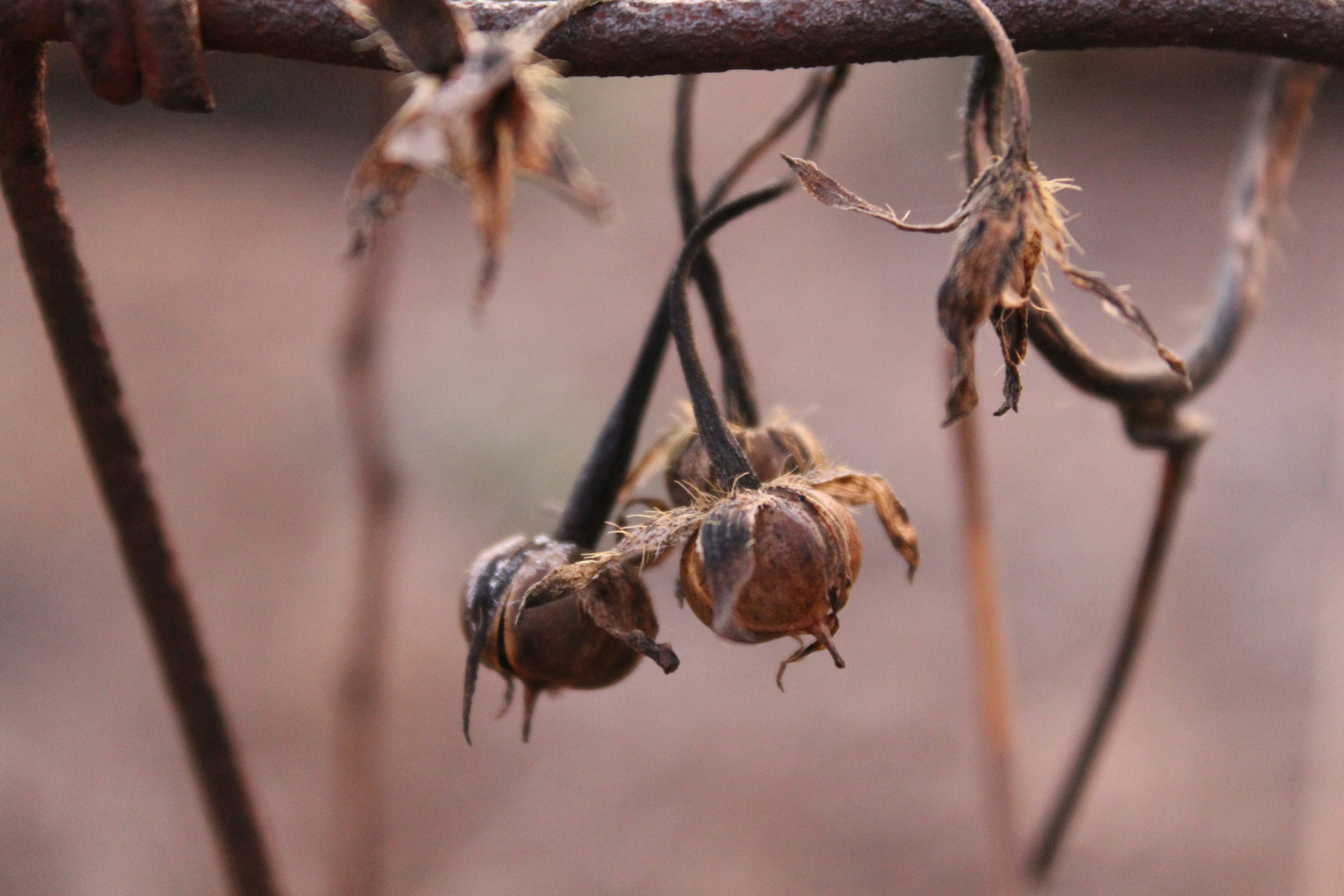 a close up of a bunch of dead flowers