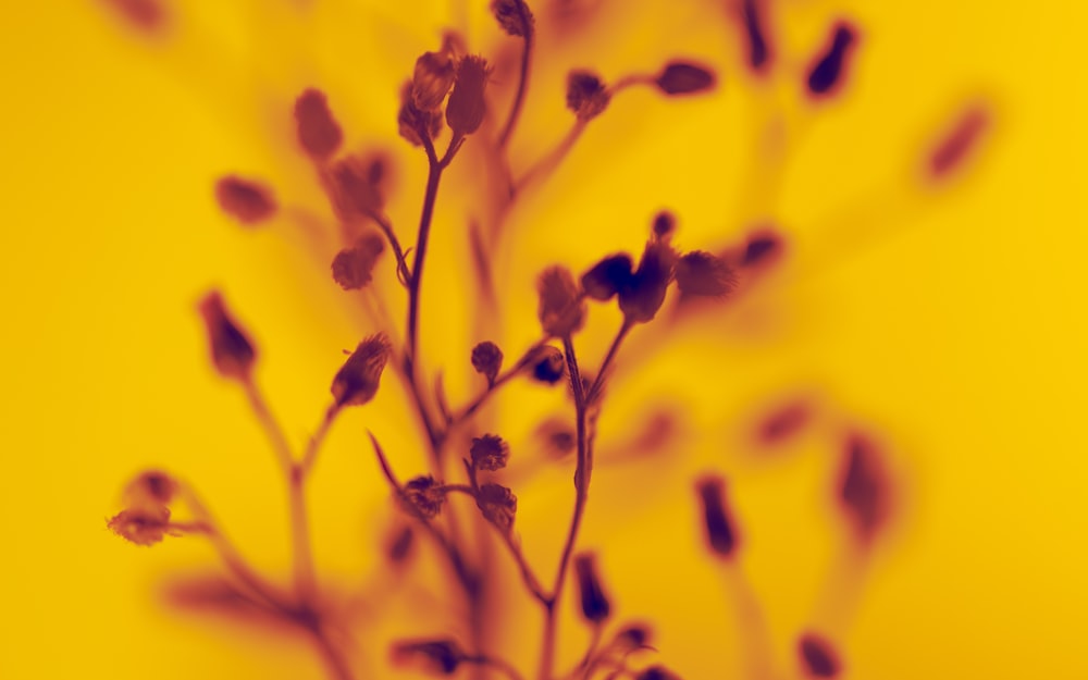 a close up of a plant on a yellow background