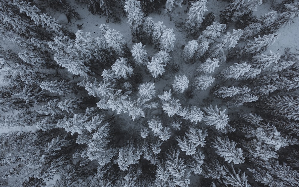 an aerial view of a snow covered forest