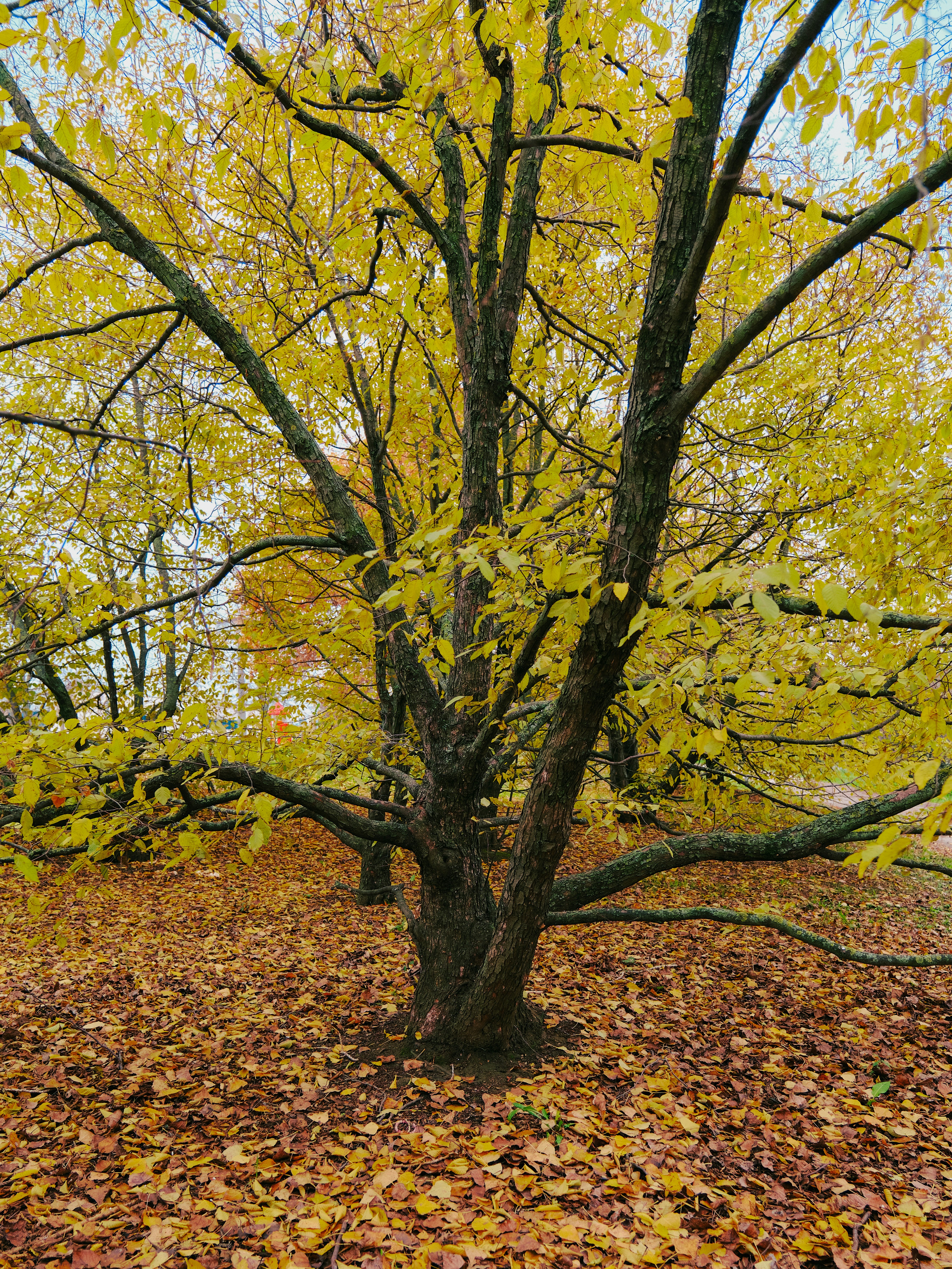 Foto Un árbol con hojas amarillas en el suelo – Imagen Invierno gratis ...