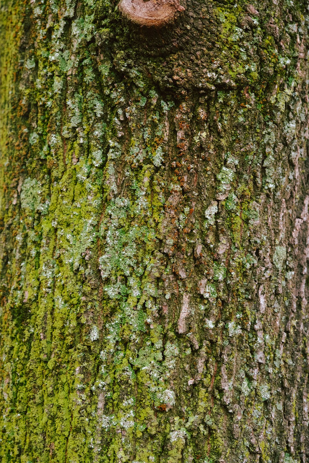 a close up of a tree with moss growing on it