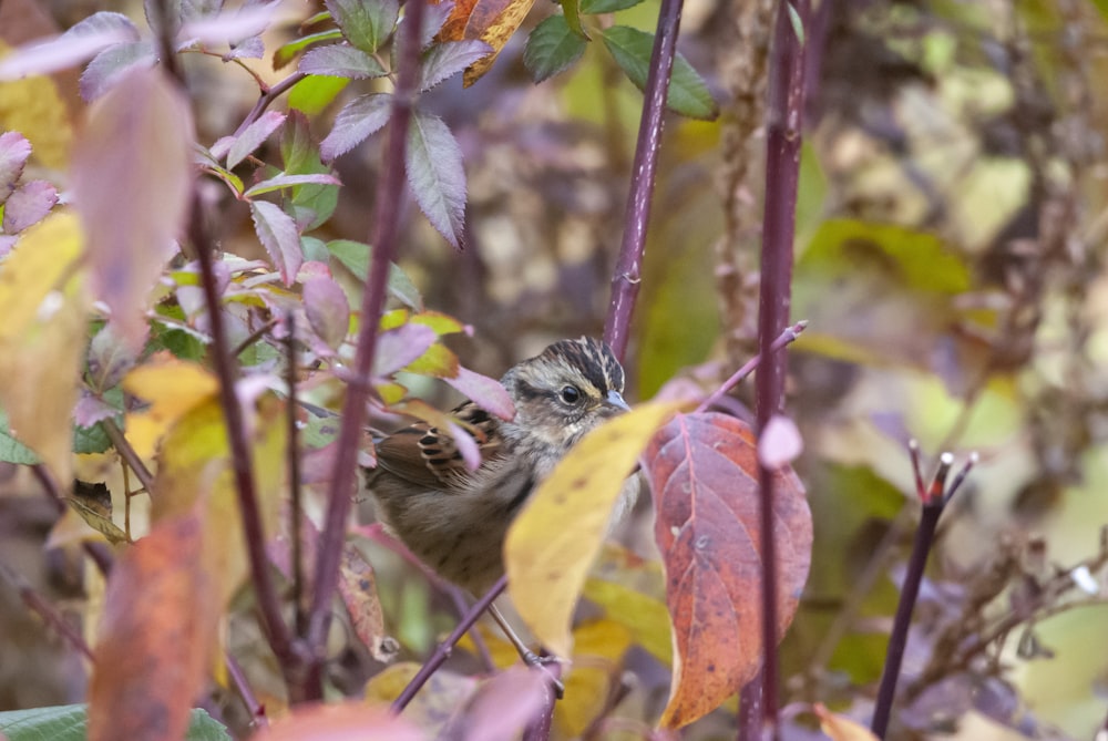 a small bird sitting on top of a tree branch