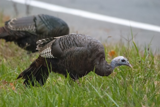 A wild turkey is foraging in a grassy area, its feathers displaying intricate patterns and colors. The second turkey is partially visible in the background, and a road is parallel to the grass.