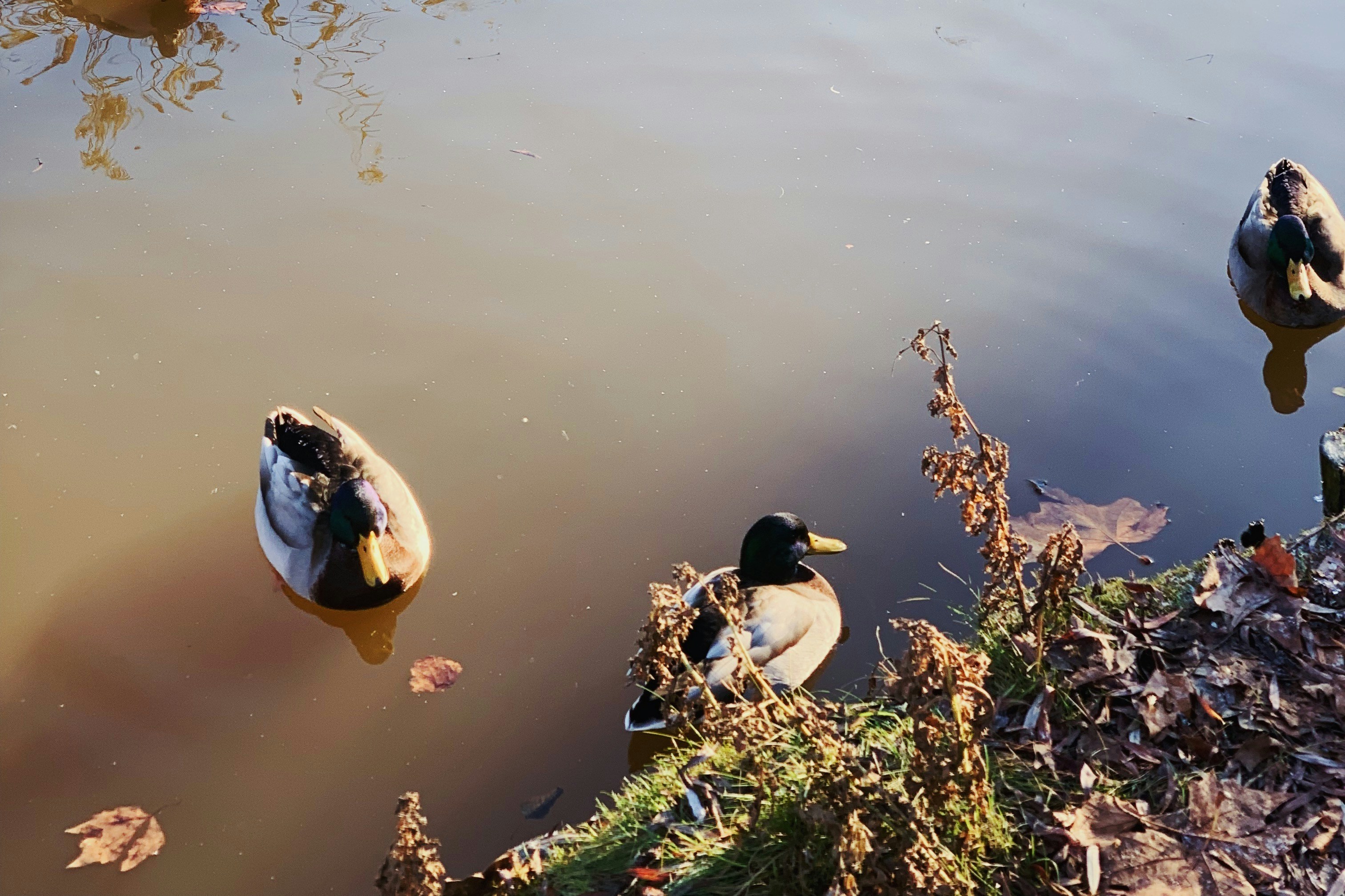 Ein paar Enten schwimmen auf einem See