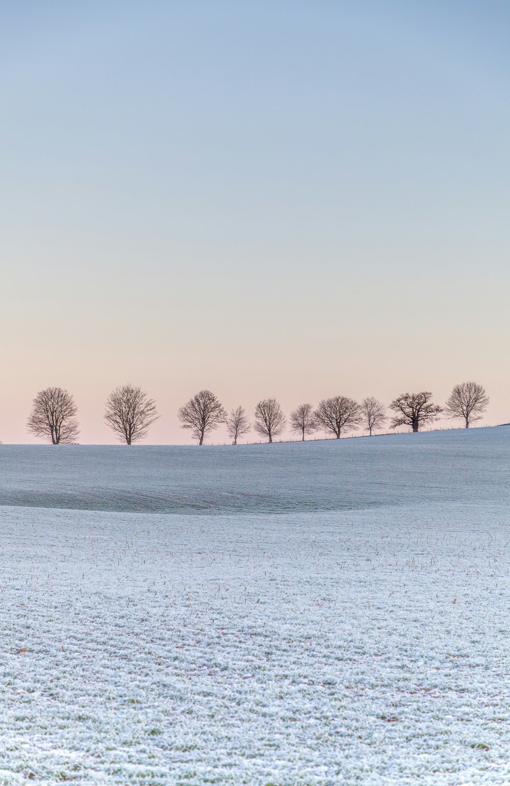 a group of trees standing in the middle of a snow covered field