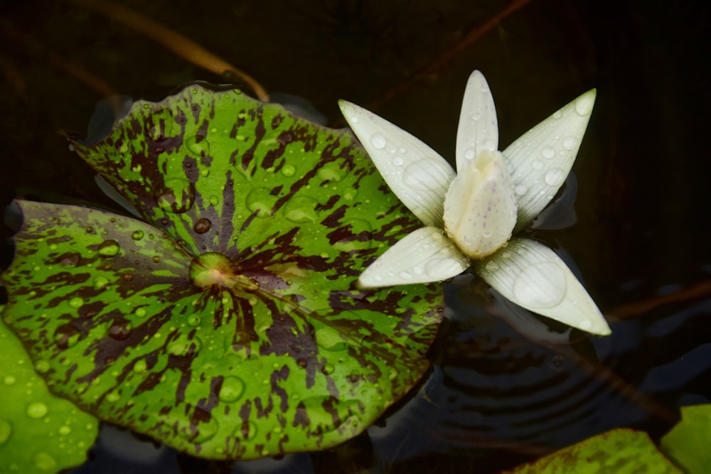 a white and green flower sitting on top of a green leaf