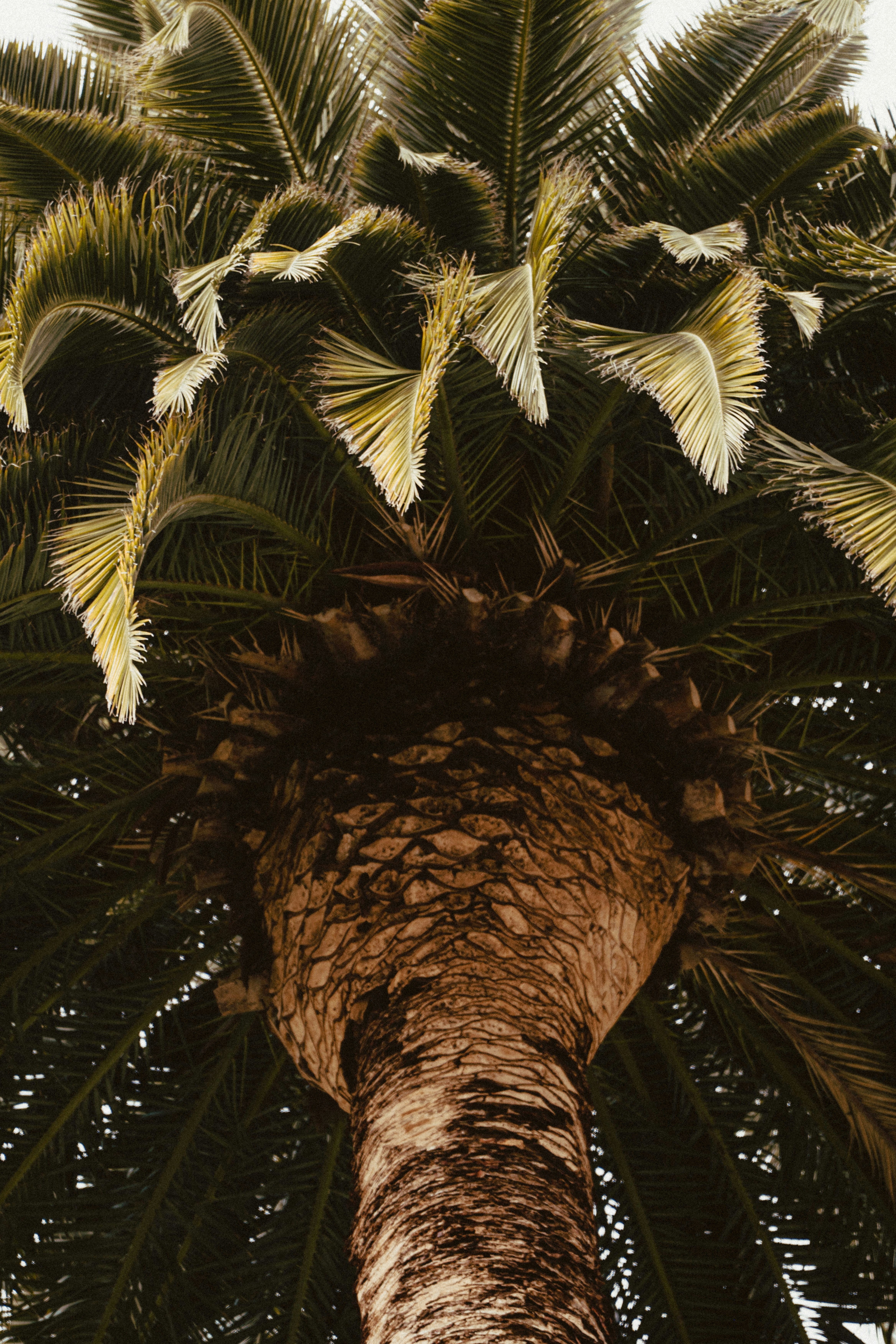 a tall palm tree with lots of leaves