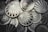 A collection of silver coins featuring a lion's head surrounded by sunburst rays and inscriptions such as 'Scottsdale', '1 TROY OZ', and 'RESERVE'. The design elements are embossed and the coins are metallic and reflective.