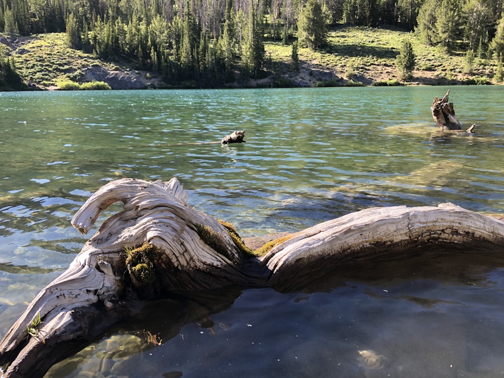 a fallen tree in the middle of a lake