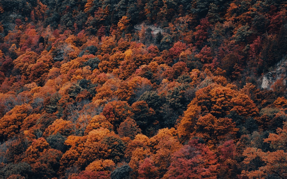 Ein Wald mit vielen Bäumen, die mit Herbstfarben bedeckt sind
