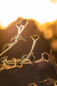 Bright calendula flowers drying gently in natural sunlight.