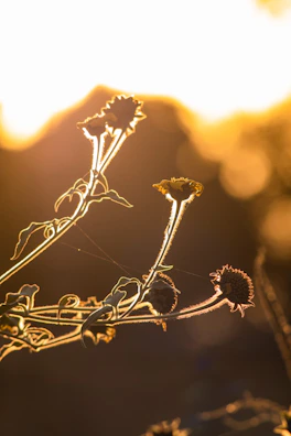 Bright calendula flowers drying gently in natural sunlight.