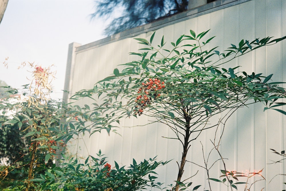 a tree with red berries on it next to a building