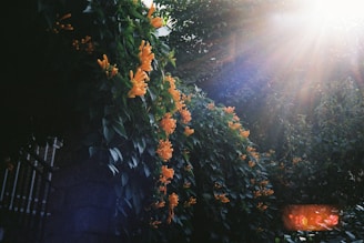 Sunlight filtering through a vibrant arrangement of orange marigolds and green ferns.