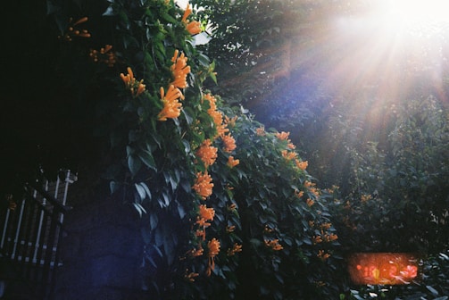 Sunlight filtering through a vibrant arrangement of orange marigolds and green ferns.