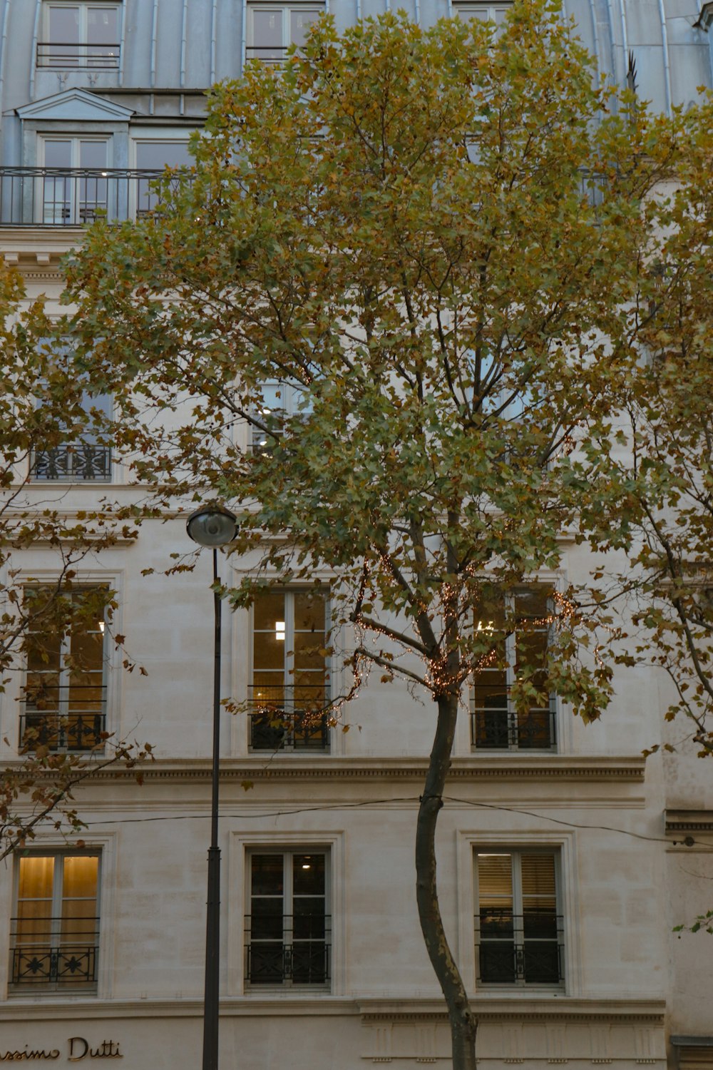 a tree in front of a tall building