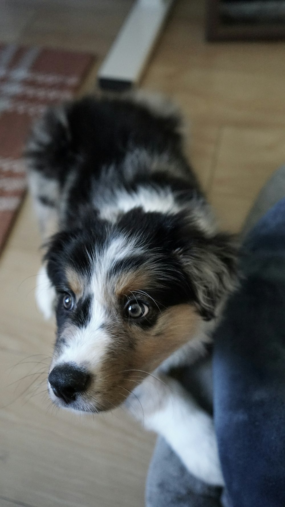 a black and white dog standing on top of a wooden floor