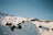 Snow-covered mountains framed by pine trees under a clear blue sky.