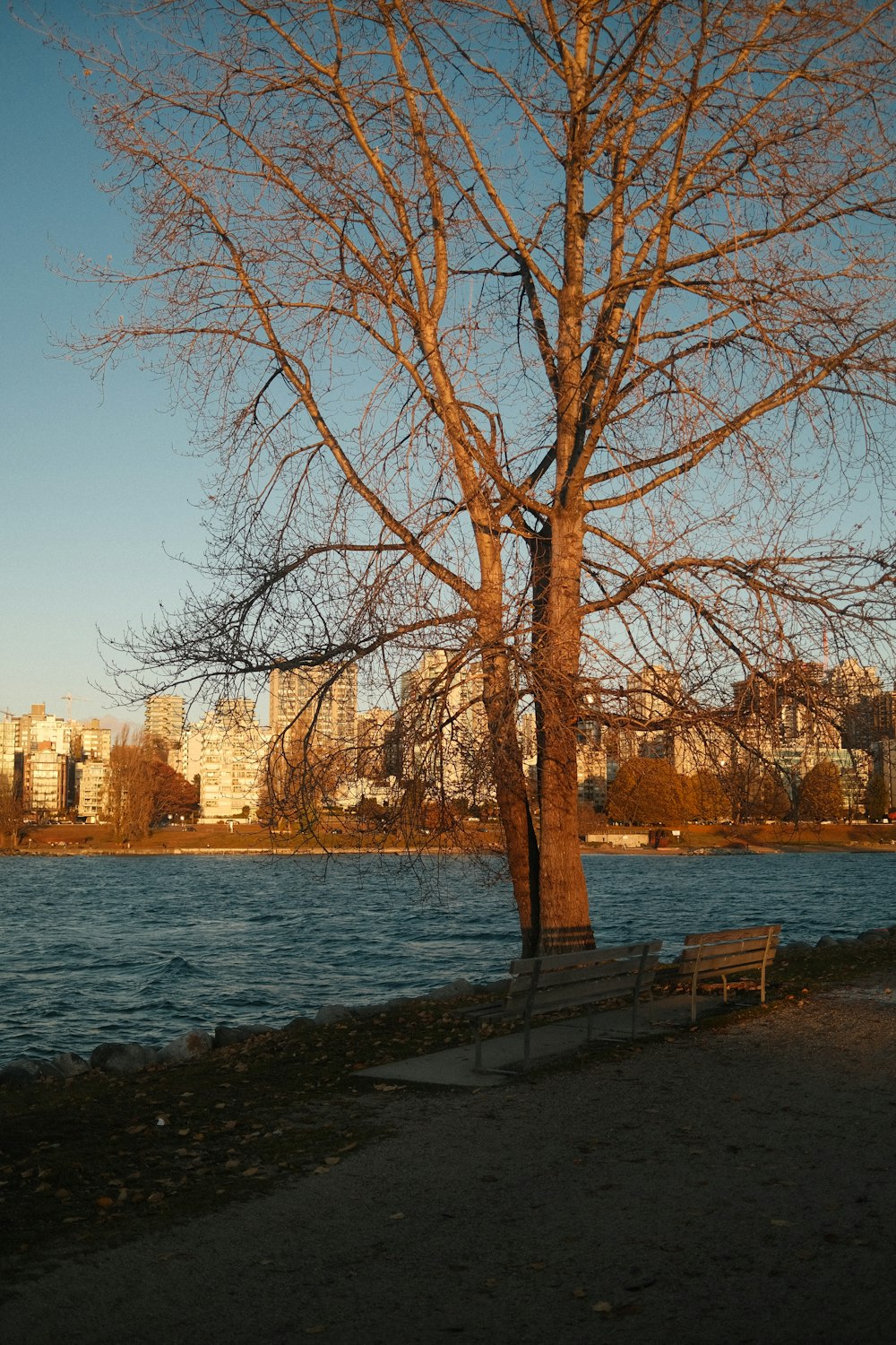 a bench sitting next to a tree near a body of water