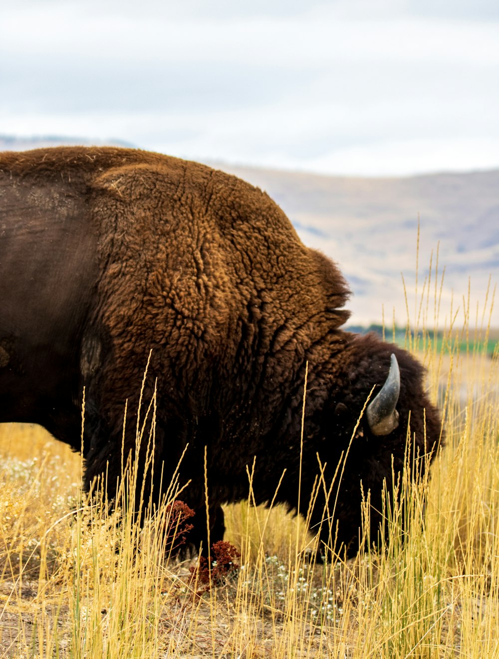 a large brown buffalo standing on top of a dry grass field