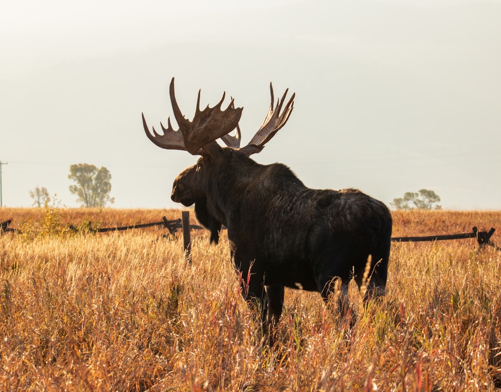 a large moose standing in a dry grass field