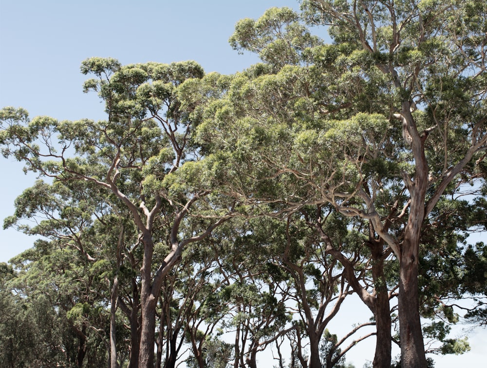 a giraffe standing in the middle of a forest