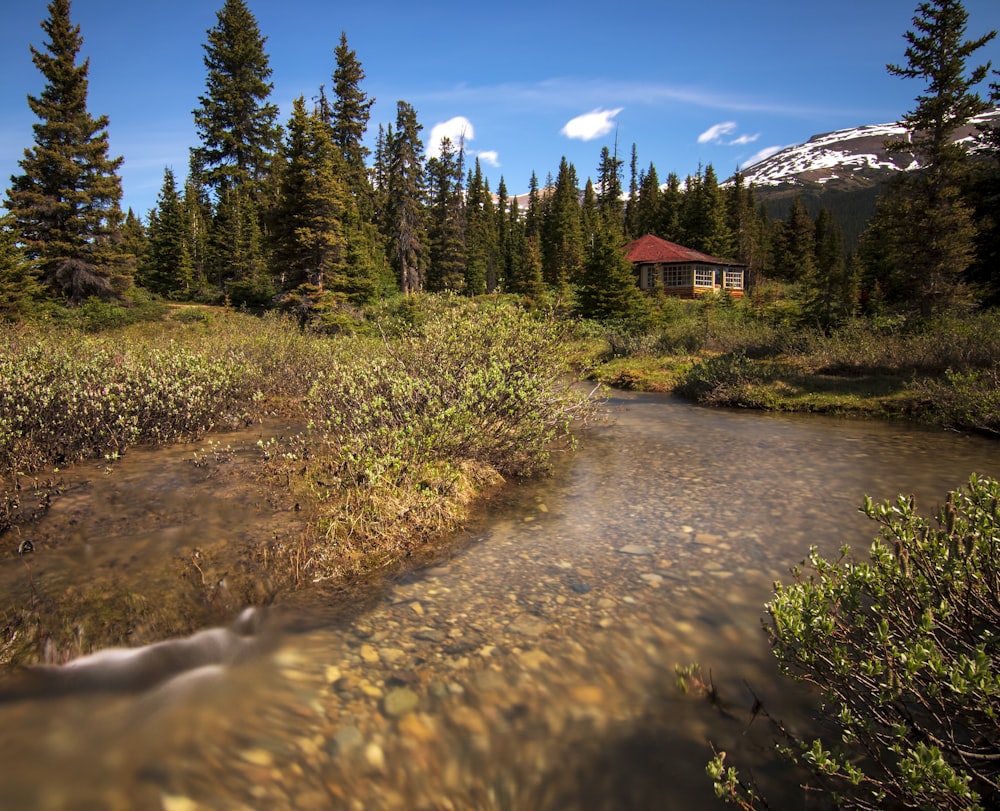 a stream running through a forest with a cabin in the background