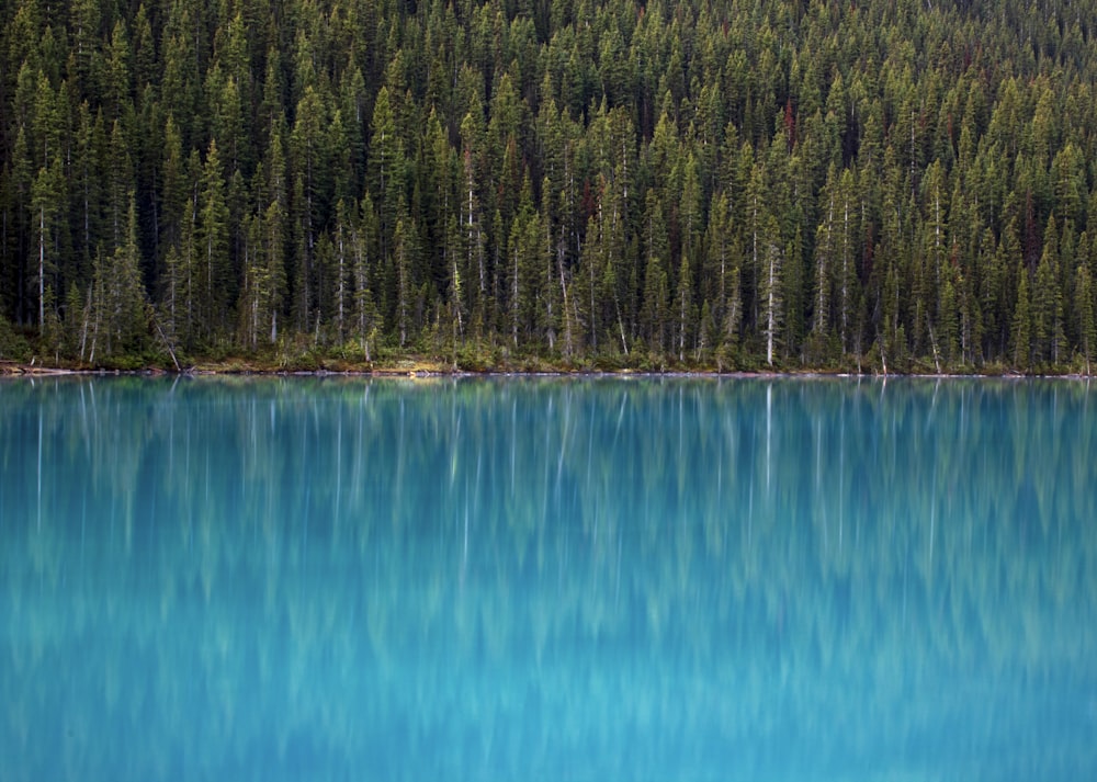 a large body of water surrounded by trees