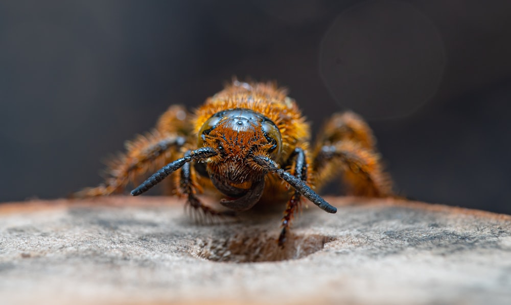 a close up of a bee on a piece of wood