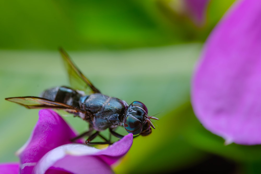 a fly sitting on top of a purple flower