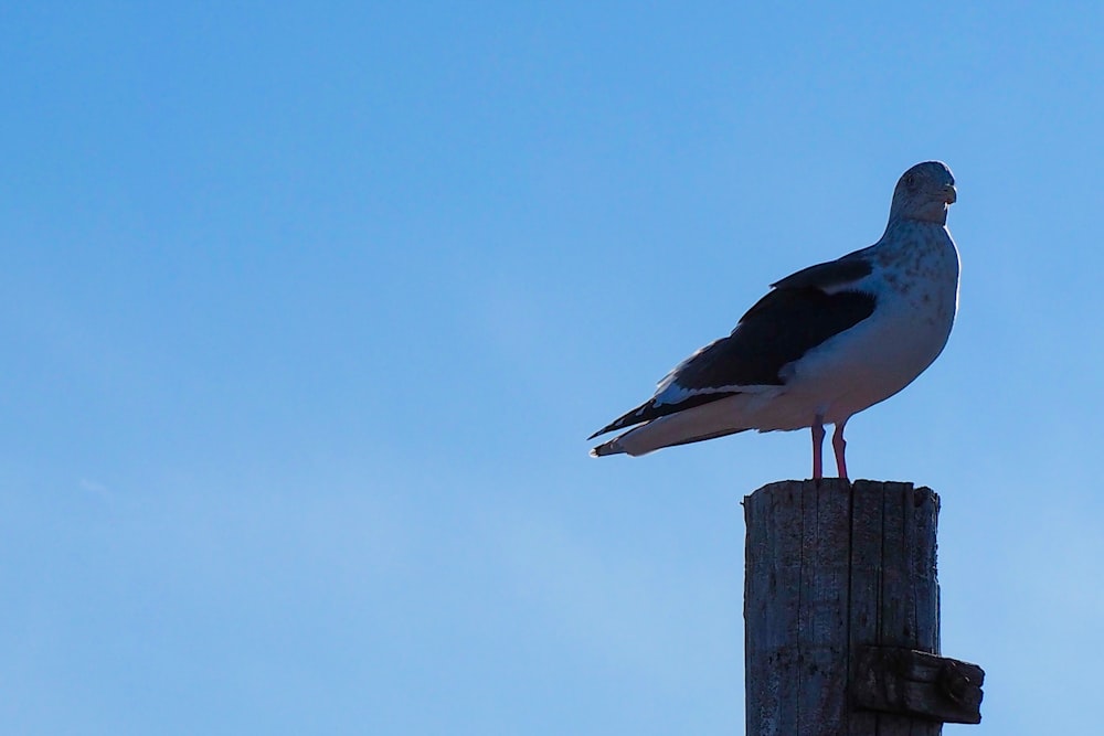 a seagull sitting on top of a wooden post