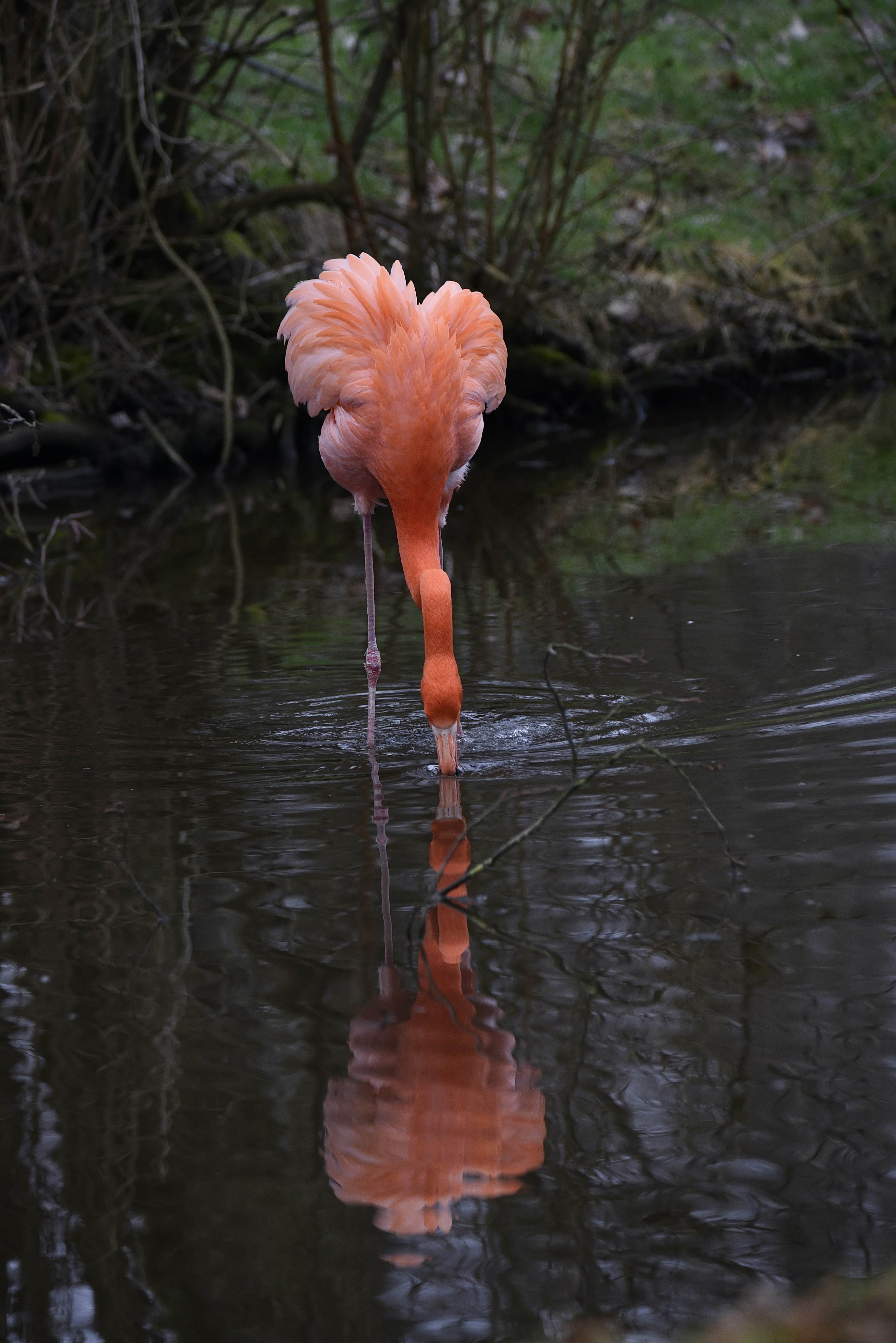 a pink flamingo standing in a body of water