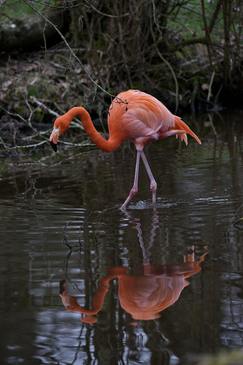 a pink flamingo standing in a body of water