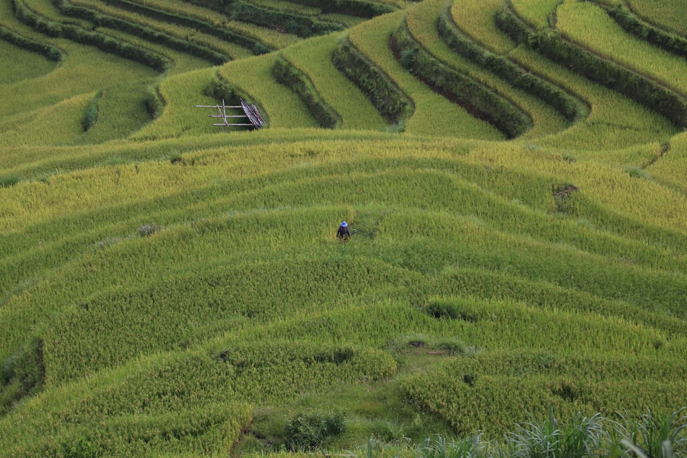 a man riding a horse through a lush green field