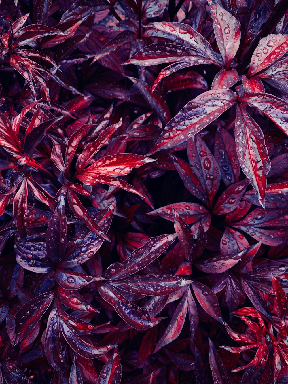 a close up of a bunch of purple leaves