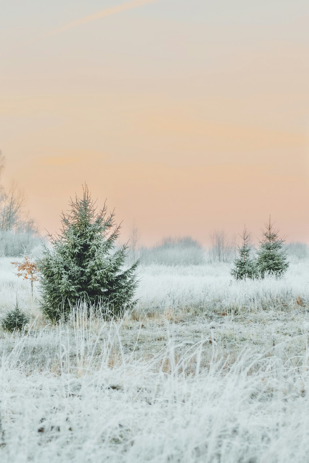 a snowy field with trees in the distance