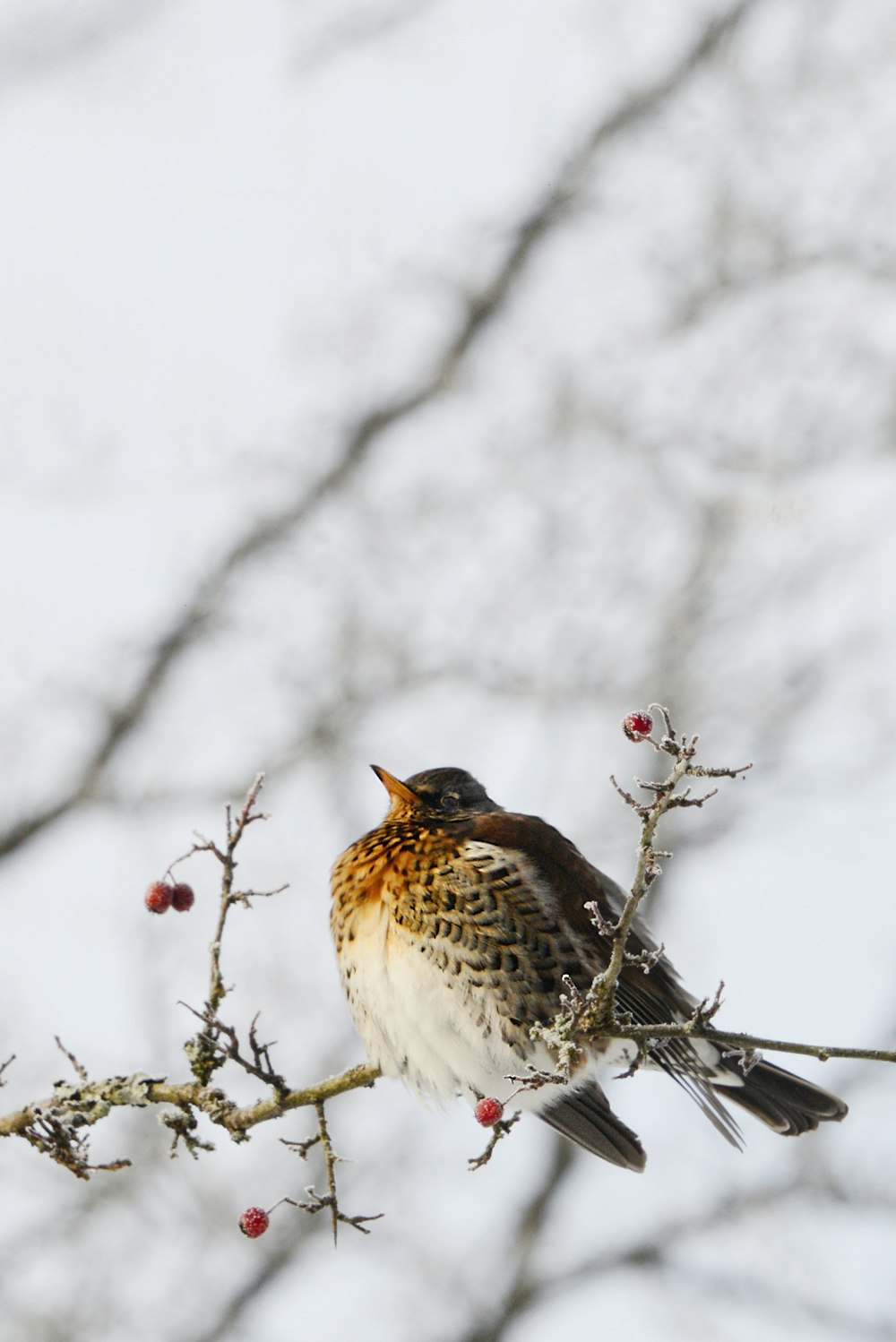 a bird sitting on a branch with berries on it