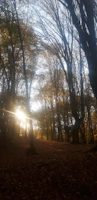 Sunlight filtering through trees onto a path where members collect mushrooms during a seasonal outing.